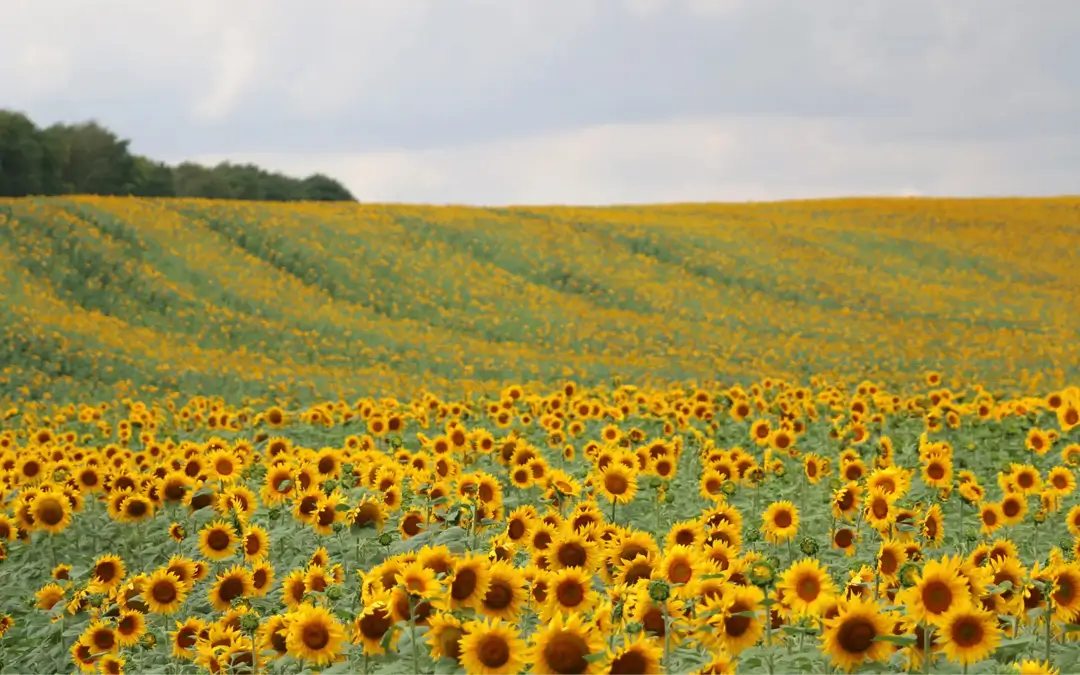 A field of sunflowers, marking Awareness Days & Cultural Calendar For August 2026