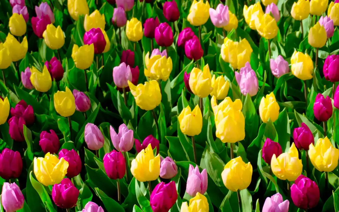Awareness Days & Cultural Calendar For May 2027