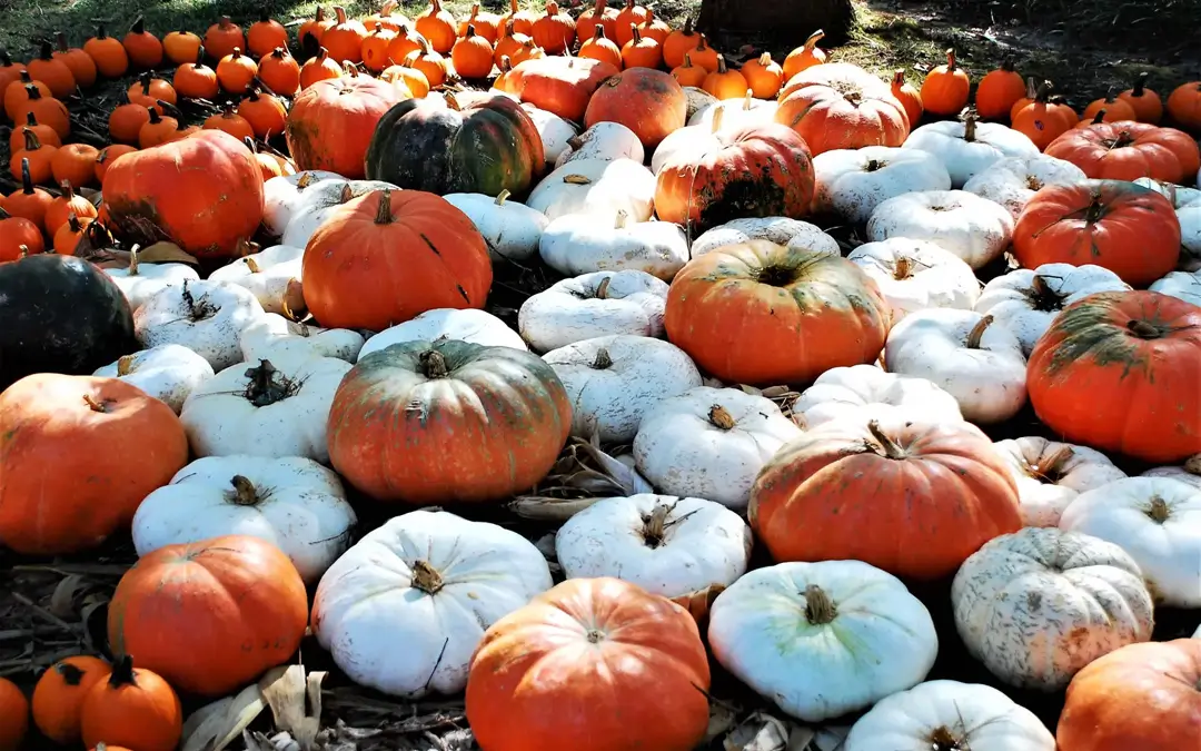 Awareness Days & Cultural Calendar For October 2026