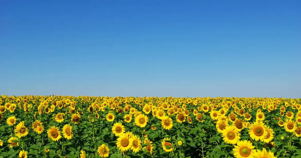 A vast field of sunflowers under a clear blue sky.