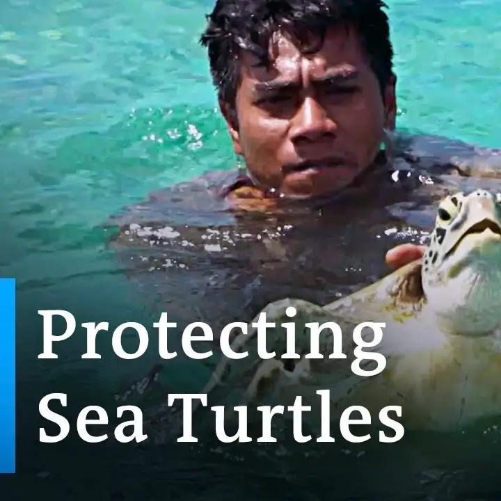 Protecting Sea Turtles in the Solomon Islands